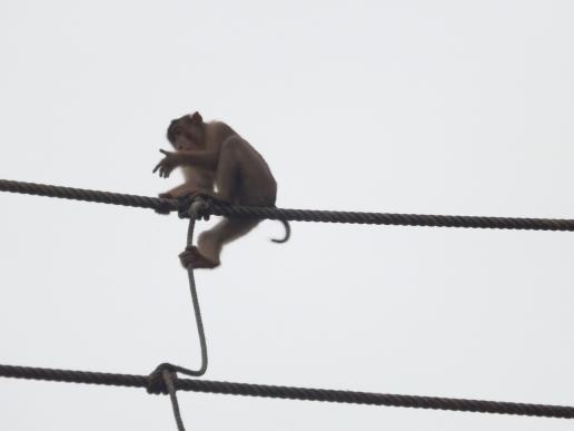 Kinabatangan - Affe auf Seilen über dem Fluss