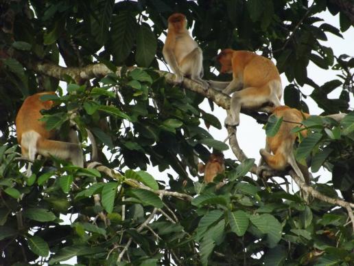 Kinabatangan - auf die Bäume, ihr Affen