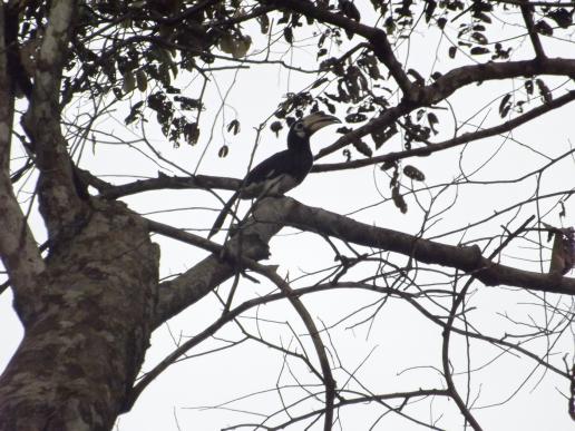 Kinabatangan - Hornbill