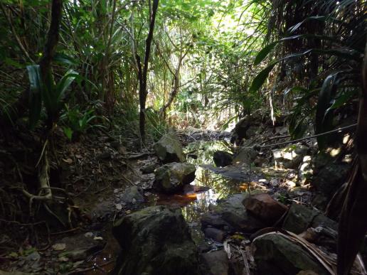 Pulau Kapas - Bach im Dschungel