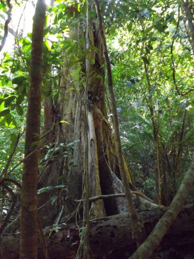 Pulau Kapas - Baum im Dschungel