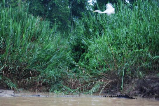Kinabatangan - Krokodil und Reiher