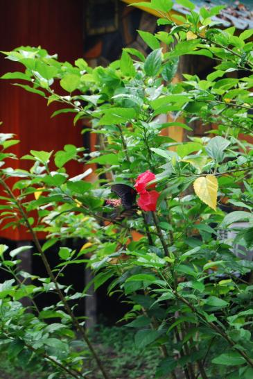 Kinabatangan - schwarzer Schmetterling